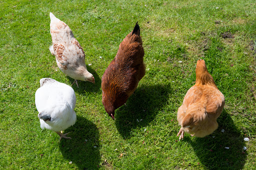Morrells Farm - Thumbnail