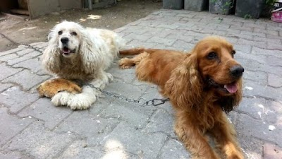 Photos of Pet Love My 328 Pet Shop