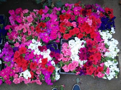 Photos of Vivero Las Higueras
