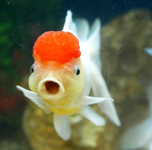 Windsor Fish Hatchery online - Thumbnail