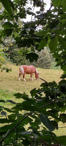 Beech Wood - Thumbnail