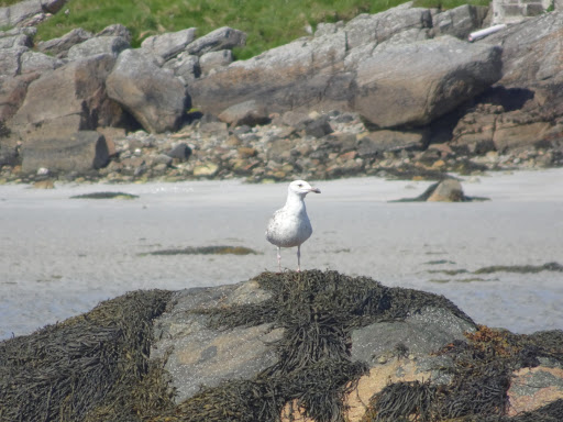 Western Isles Wildlife - Outer Hebrides Bird Tours and Latest Sightings - Thumbnail