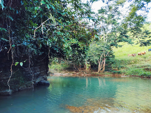 Loma de Cedro