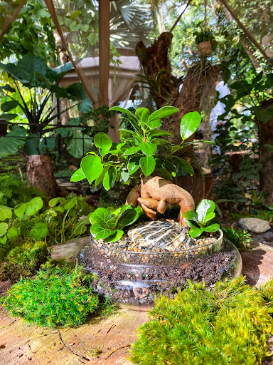 Florida Flora - Visual