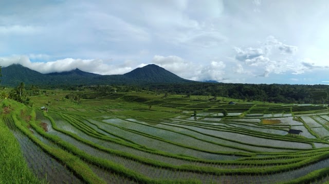 Jatiluwih Rice Terraces