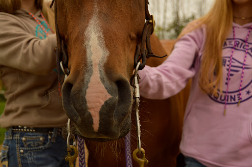 American Equine Apparel - Thumbnail