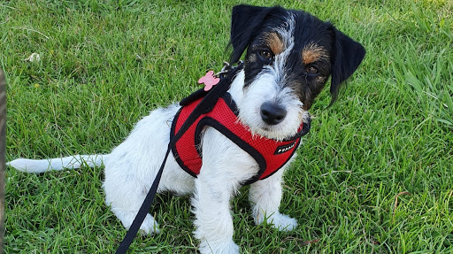 Allevamento STESI Jack Russell - Pensione per Animali - Thumbnail