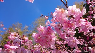 Photos of Iwamizudera