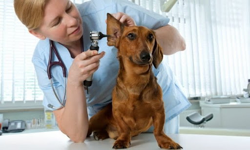 Veterinaris San Antoni CB Canals Valencia