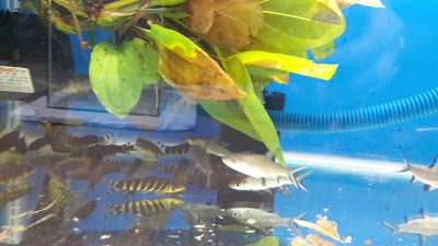 Photos of Scales And Fins.
