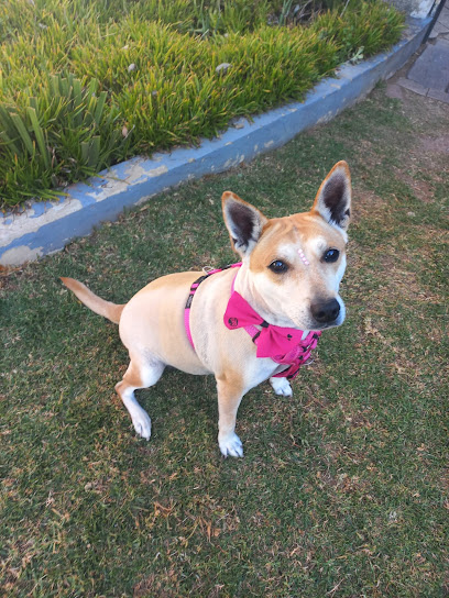 The Dog Club Grooming Parlour