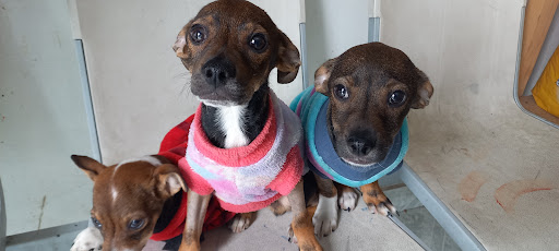 Consultorio Veterinario Y Estética Canina Beethoven - Thumbnail