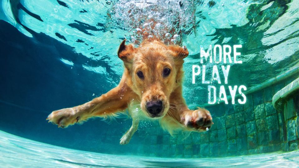 Savannah Veterinary Internal Medicine Intensive Care