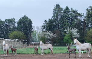 Photo n°2 de La Cabane aux Poneys / Les écuries del cap à Cabannes (Centre équestre)