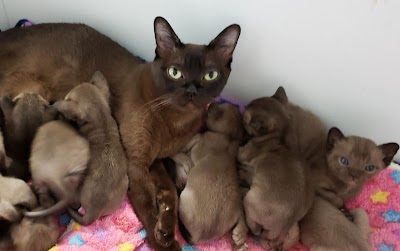 Rainbow Burmese Cattery