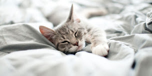 Photo n°6 de Laverie Revolution Laundry à Pouzauges (Service de blanchisserie)