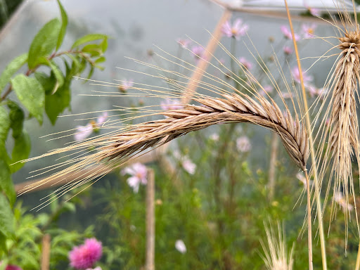 De Kapeltuin - Thumbnail