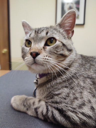 Aspen Commons Animal Hospital - Thumbnail