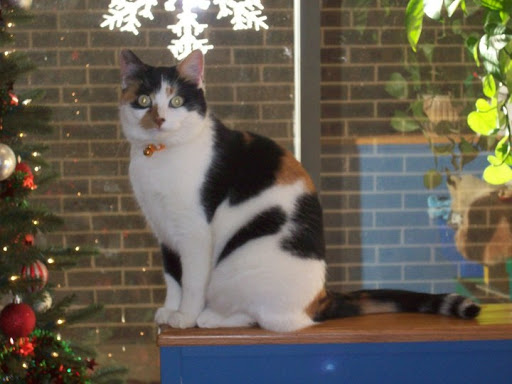 Southwest Animal Care Center Gallery - United States