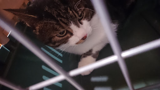 West End Vets - Tollcross - Thumbnail