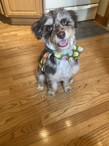 Style Mutt - Visual