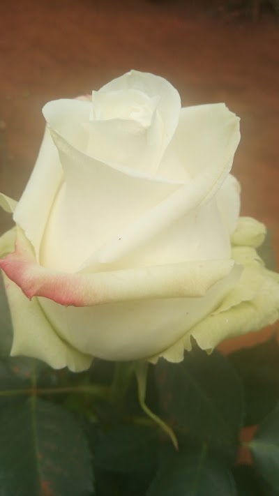 Photos of SUNLAND ROSES LIMITED