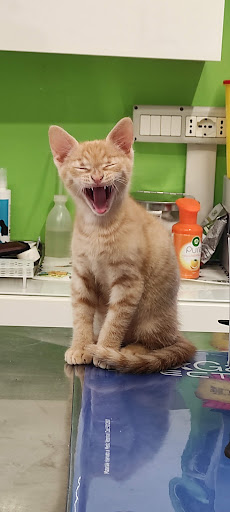 Ambulatorio Veterinario MIDA - Thumbnail