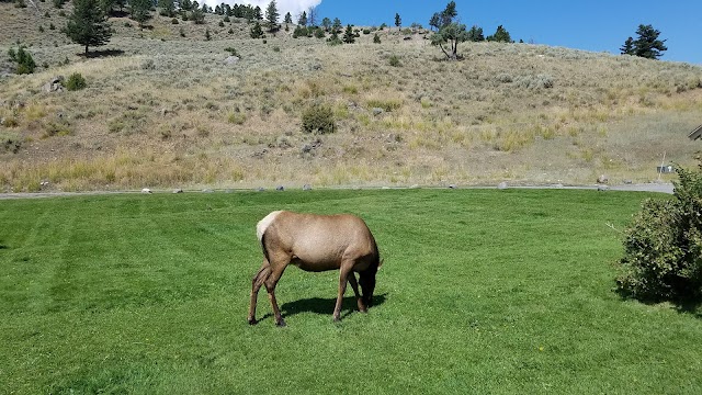 Mammoth Hot Springs