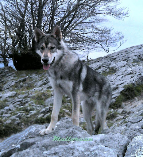 Hotel para perros Centro Canino MallorCan