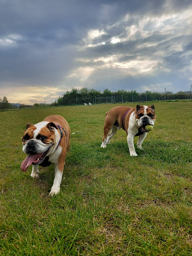 Staple Dogs Run Free - Thumbnail