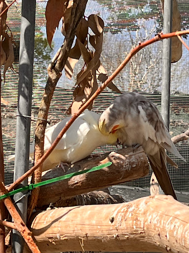 Cornwall Park Bird Aviary - Thumbnail