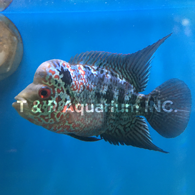 T & R AQUARIUM INC