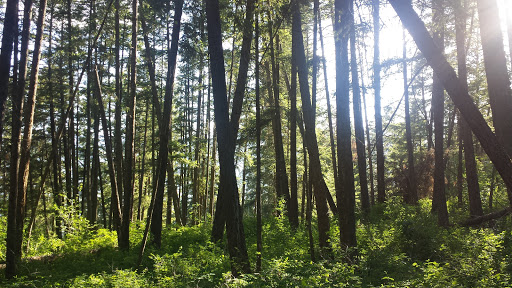 Coyote Park, Salmon Arm , BC