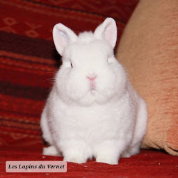 Photo n°13 de Les Lapins du Vernet à Saint-Bonnet-de-Salendrinque (Ferme)