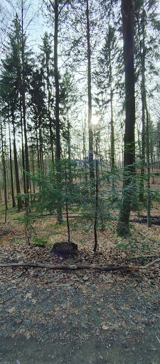 Sehenswürdiger Baum im Wald - Thumbnail