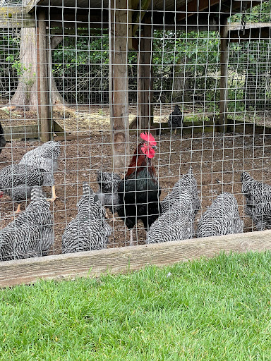 Hamilton Hobby Farm - Thumbnail
