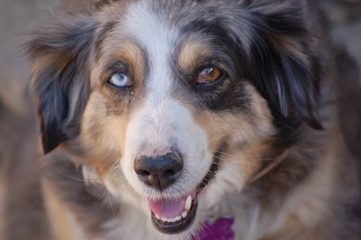 Cowboy Company K9s Miniature Australian Shepherd, Toy Australian Shepherd - Thumbnail