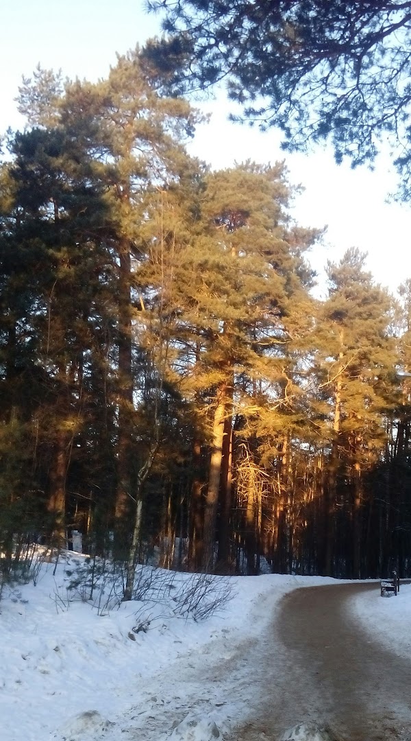 Сосновый бор якутск. Сосновый Бор Святогорск. Маяк Сосновый Бор. Сосновый Бор в Покрове. Ленинград Сосновый Бор.