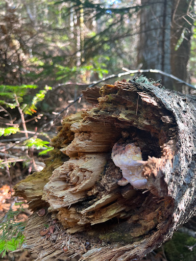 Pretty Marsh Picnic Area - Thumbnail