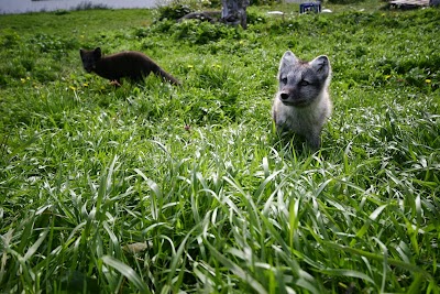 Photos of West Tours, Isafjordur