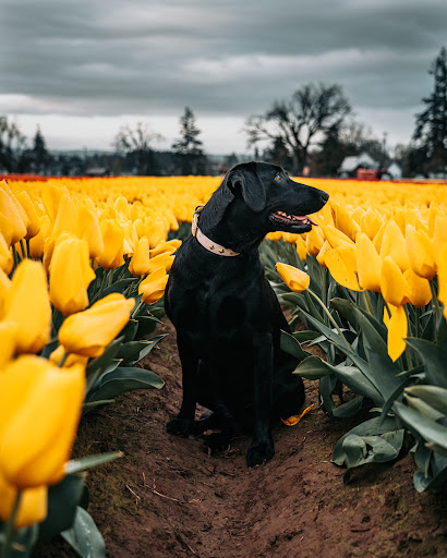 Southpaw Dog, LLC - Thumbnail