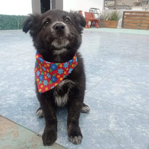 Mi Gran Amigo Hospital Animal