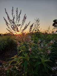 Photo n°8 de Le Champ de l'air. à Baulon (Ferme bio)