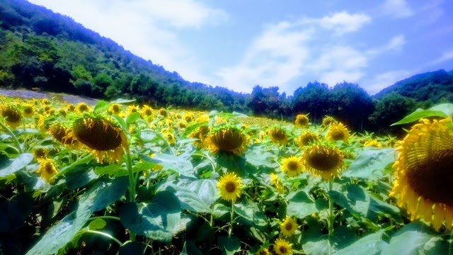 Shibazakura Park