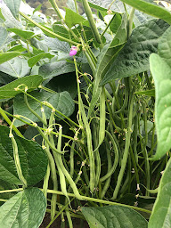 Photo n°16 de EARL MONGEAT à Aspin-en-Lavedan (Ferme)