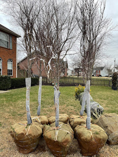 Superior Tree Solutions work photo 1