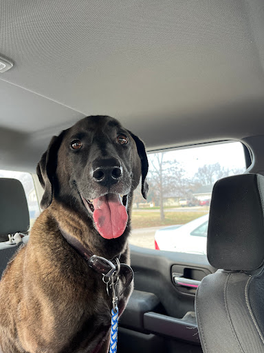 Bollinger County Veterinary - Thumbnail