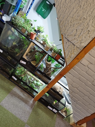 Axolotl And Reptile Rescue And advice UK - Thumbnail