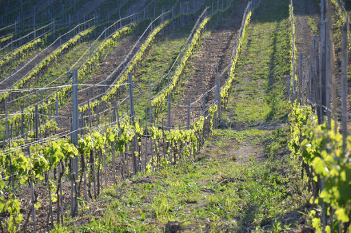 Vozzi Vini - Visual