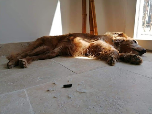 Écuries les Clés du Tao : Centre de Bien-Être pour Humains et Animaux
